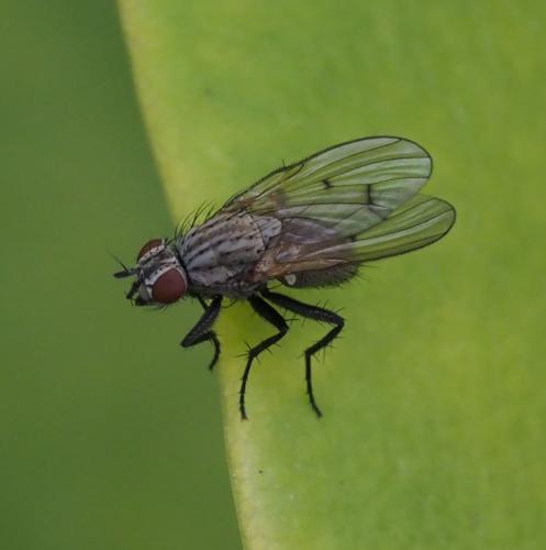 Réf. 236 584 : Anthomyia liturata